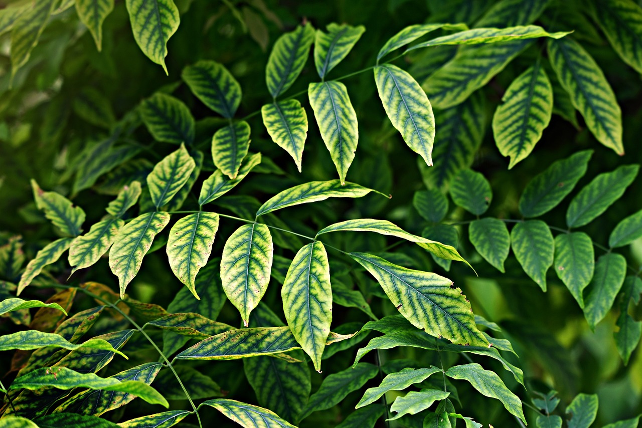 leaves-3560509_1280
